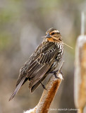 K5D3872-Red-winged Blackbird female.jpg