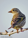 K5D3231-Pine Siskin.jpg