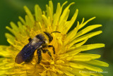 K5D3571-Mining Bee.jpg