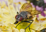 K5D6358-Tachinid Fly.jpg