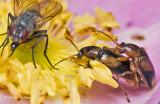 K5D6362-Unidentified tiny beetles.jpg