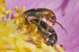 K5D6378-Unidentified tiny beetles.jpg