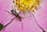 K5D6406-Unidentified bug.jpg