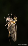 K5D6462- Tiny spider on mayfly.jpg