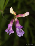 K5D6481-Unidentified wild flower.jpg