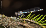 K5D6156-Damselfly.jpg