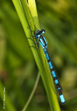 K5D6142-Damselfly.jpg