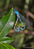 K5D6132-Damselflies.jpg