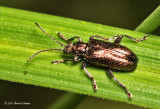 K5D5978-Unidentified Beetle.jpg