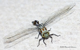 K5D7645-Dragonfly.jpg