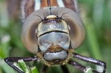 K5D7640-Dragonfly.jpg