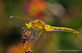 K5D7827-Dragonfly.jpg