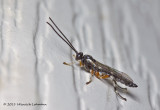 K5D8088-Unidentified tiny insect.jpg