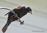 K5D8273-Red-winged Blackbird (male).jpg