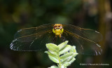 K5E1489-Dragonfly.jpg
