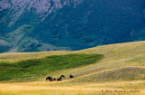 K5D9268-Waterton Lakes N. P.jpg