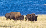 K5D9104-Bison.jpg