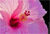 K5E4636-Hibiscus.jpg