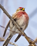 K5E9059-Common Redpoll.jpg