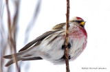 K5E9063-Common Redpoll.jpg