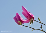 K5E9833-Blossums.jpg