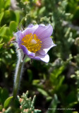 K5F2077-Wild Crocus.jpg