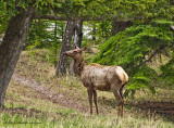 K5F2513-Elk.jpg