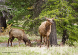 K5F2587-Elk.jpg