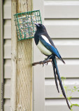K5F3557-Black-billed Magpie.jpg