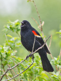 K5F4582-Red-winged Blackbird (male).jpg