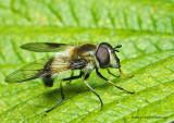 K5F9302-Unidentified Fly.jpg