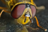 K5F9391-American Hover Fly.jpg