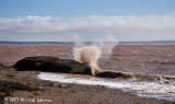 P6792-Hopewell Rocks.jpg