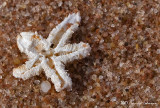 P8623-Starfish.jpg