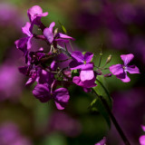 The Colour Purple