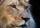 Lion Cub