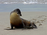 Sea Lion 3