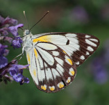 Caper White Butterfly<p><big>*Merit*</big>