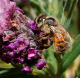 Bee on Lavender 1<br><h4>*Credit*</h4> 