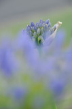 Agapantha<br>by John Maynard 