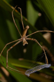 Net Casting Spider