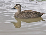 Duck Reflection