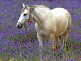 White Horse #1<br><h4>*Credit*</h4>