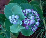 Purple Flower