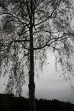 Polygon Wood