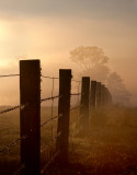 Foggy Morning<br><h4>*Merit*</h4>