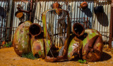 Old Wares Fence<br><h4>*Credit*</h4>