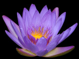 Waterlilly<br><h4>*Merit*</h4>