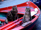 Cats in Boat