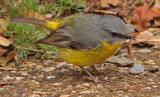 Yellow Robin Eating Yummy Bug<br><h4>*Credit*</h4>